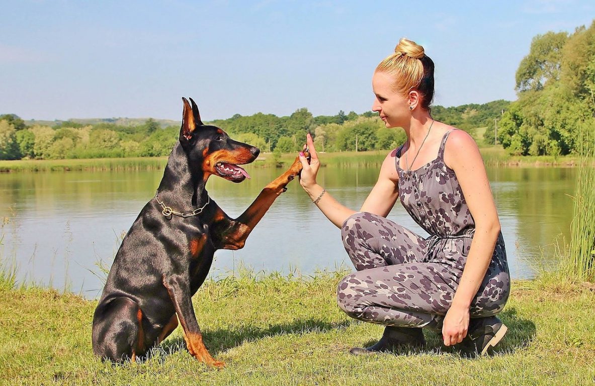 Doberman-Dog-Training Buy Book