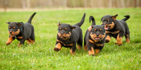 Rottweiler German Shepherd Training Guide Buy Book here books-for-everyone.com