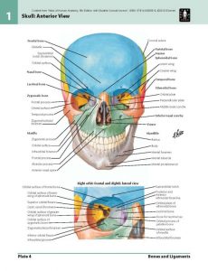 Now-£0.99-Atlas-of-Human-Anatomy-Including-Student-Consult-Interactive-Ancillaries-and-Guides