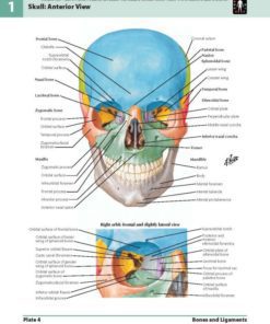 Atlas Of Human Anatomy EBook: Frank H. Netter: Books-for-everyone.com