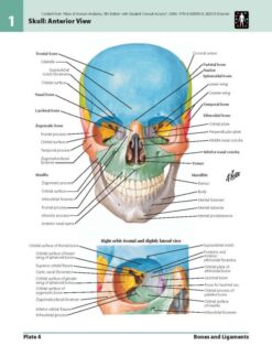 Now-£0.99-Atlas-of-Human-Anatomy-Including-Student-Consult-Interactive-Ancillaries-and-Guides