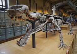 A Sarcosuchus skeleton on display at the National Museum of Natural History in Paris, France