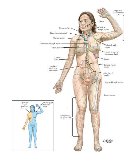netters atlas of human anatomy pdf