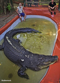 cassius-saltwater-crocodile