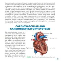 Cardiovascular And Cardiorespiratory Systems
