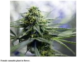 Female cannabis plant in flower
