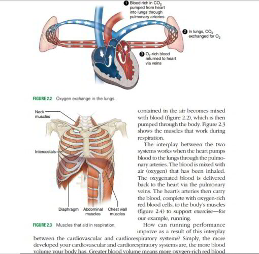 Oxygen exchange in the lungs