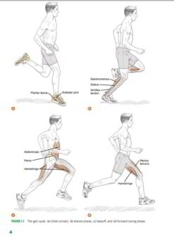 The Gait Cycle