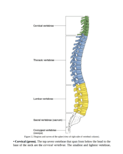 Pilates Anatomy