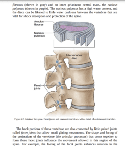 Pilates Anatomy eBook